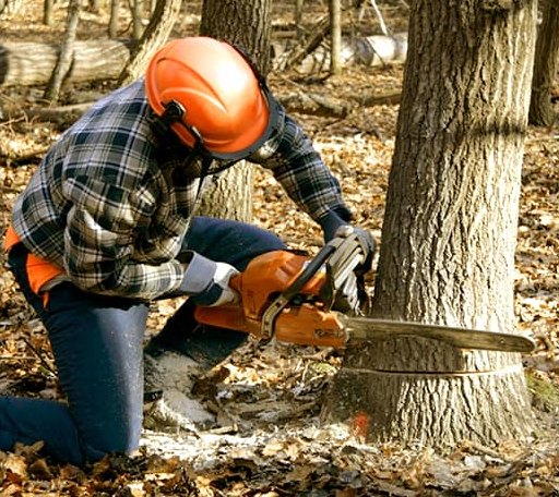 Tree Removal in Rockford, WA